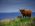 Highland Cattles